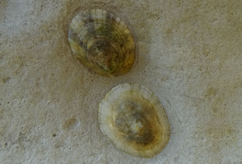 Patella caerulea